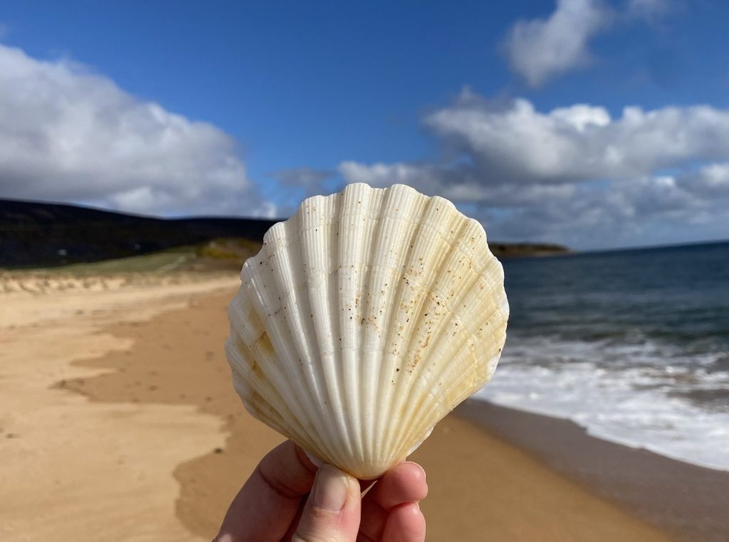 A white Scottish scallop shell is held up against the bright blue sky. There are white frothy white waves lapping the shore of a pinky sanded beach.