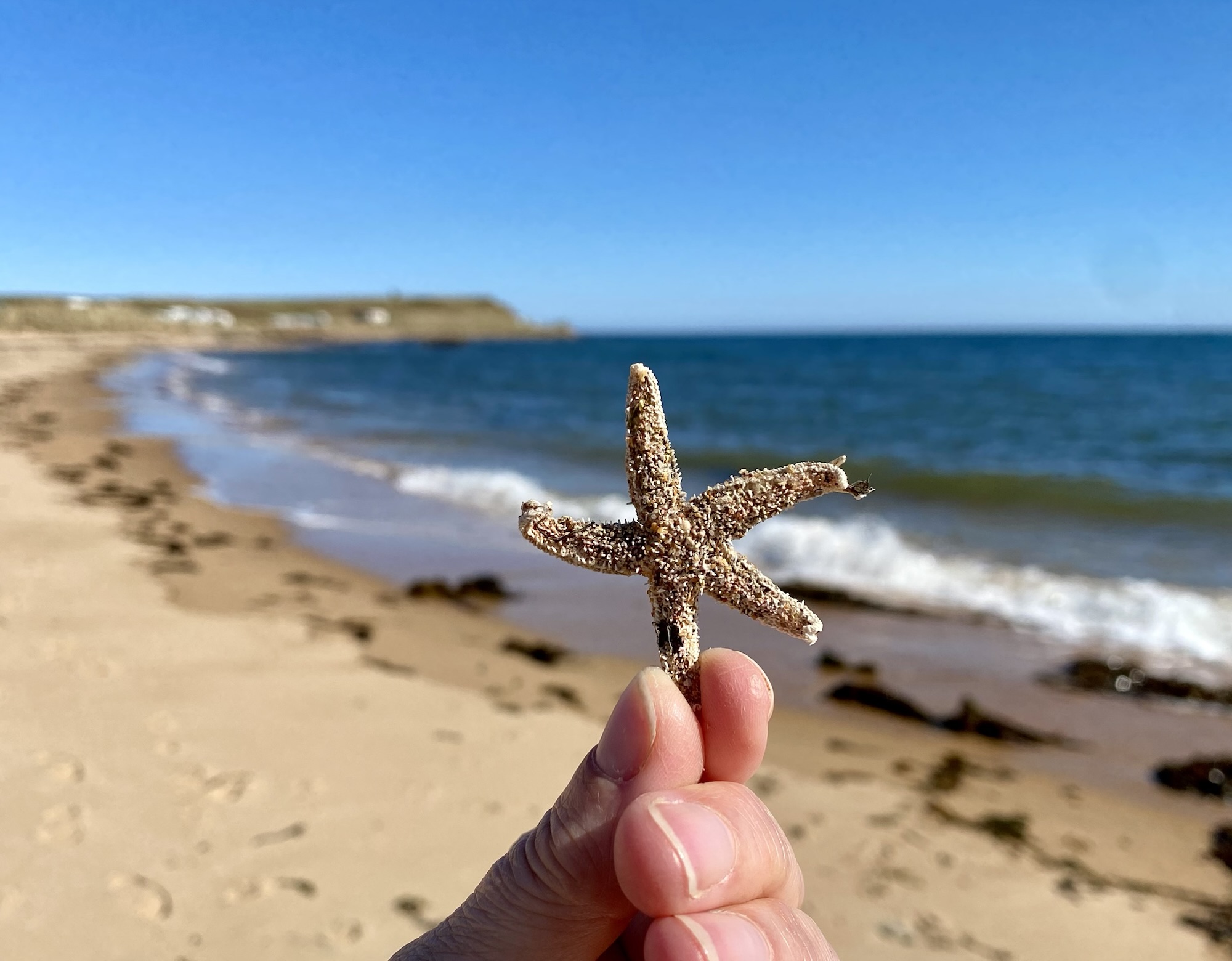 A hand holds up a dried starfish in front of a sunny blue sky and a sandy beach